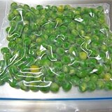 えんどう豆の冷凍保存